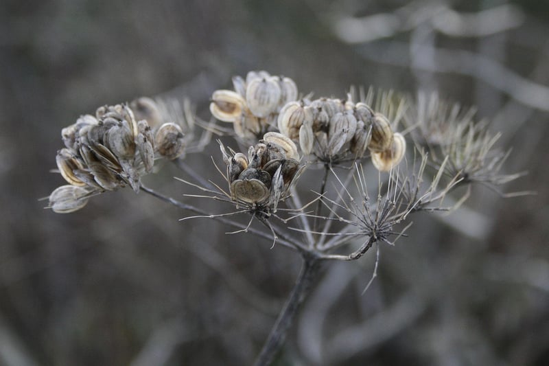 Ethereal Botany
