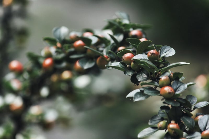 Otherworldly Shrubs
