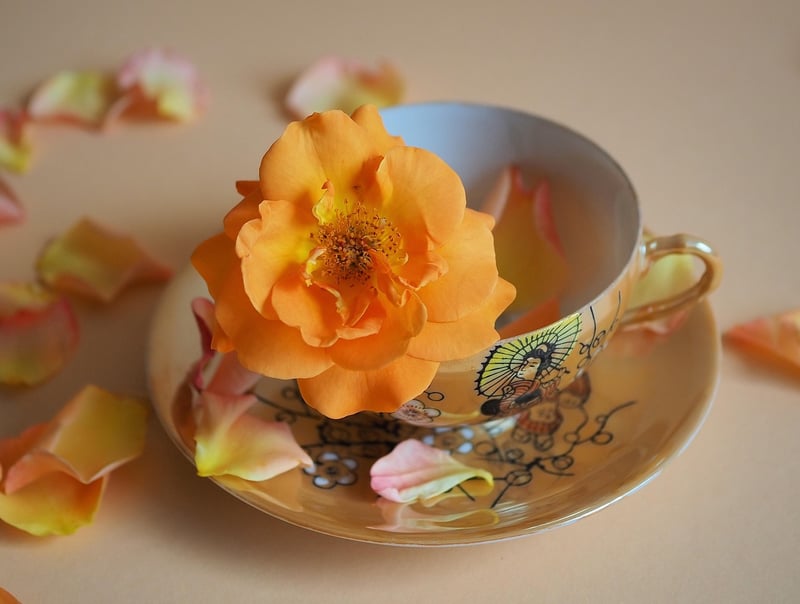 Spellbound Blossoms